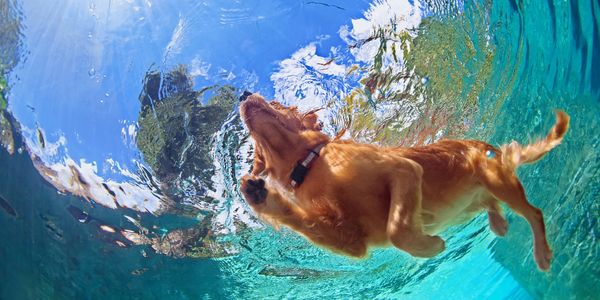 Dog swimming underwater with a ball.