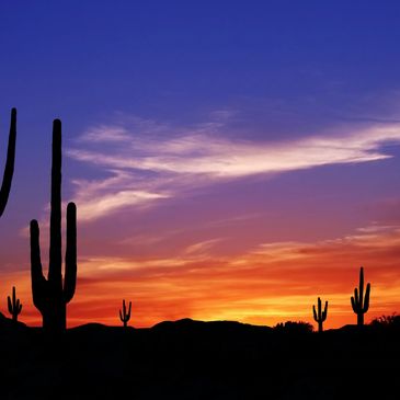 Silhouetted cacti against a vibrant desert sunset sky.