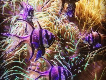Purple striped fish swimming in an aquatic environment.