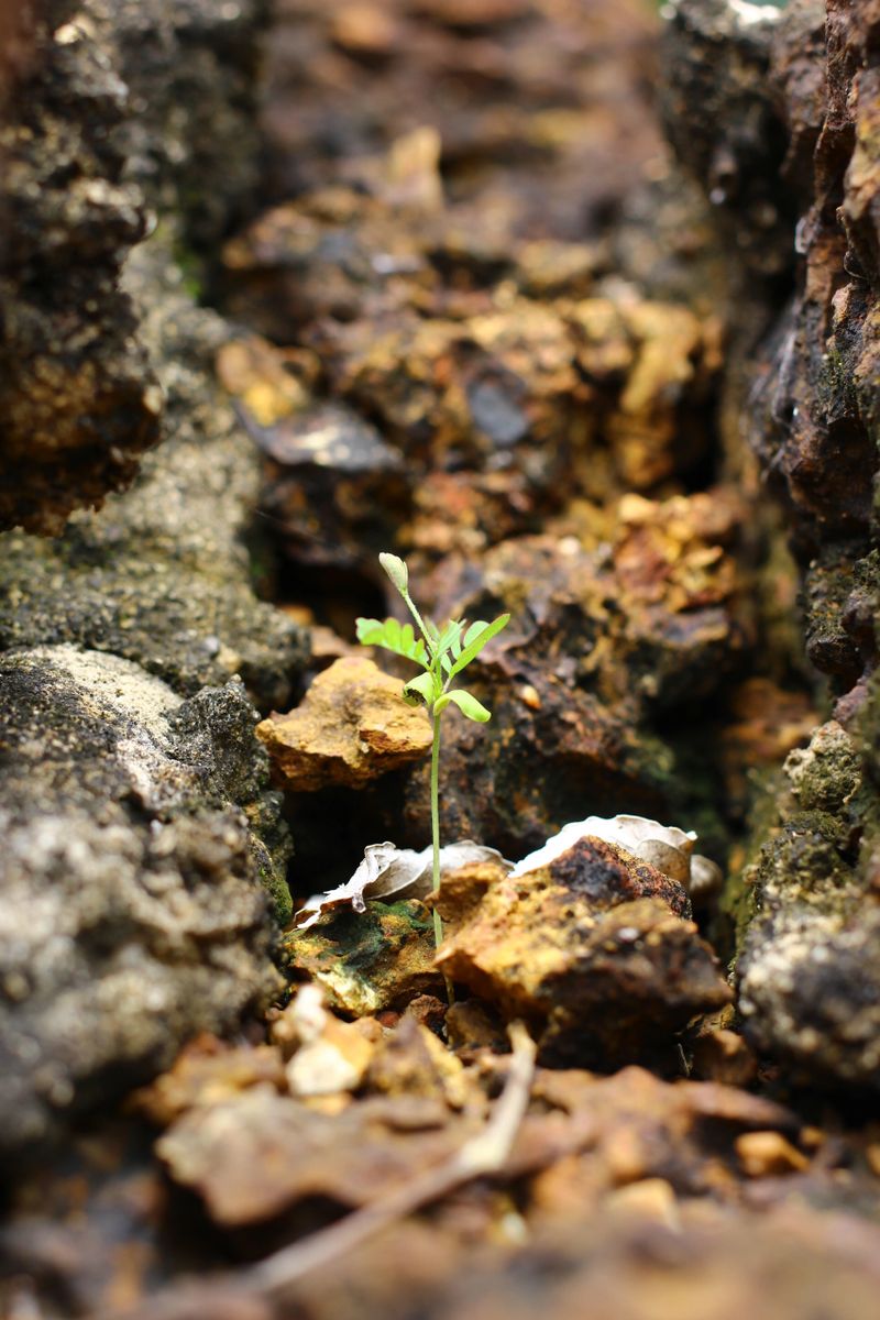 sprout on the rocks as the beginning of a new life