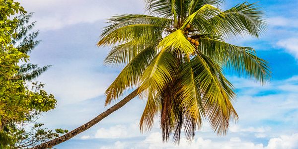 A tall coconut palm tree leaning over with blue sky background.