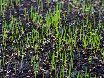 Young green grass sprouts emerging from dark soil.