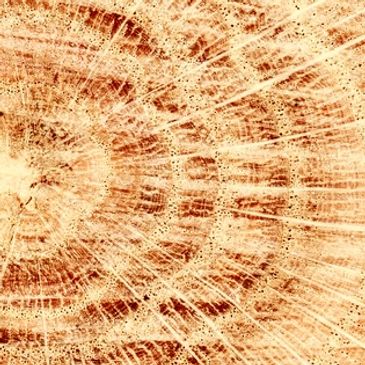 Close-up of tree rings showing age and growth patterns.