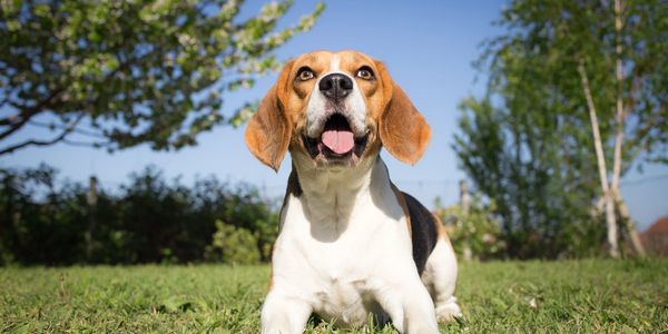 Beagle dog sitting on grass in sunny garden.