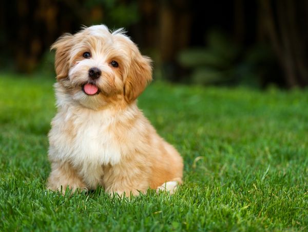 Cute fluffy puppy sitting on grass.