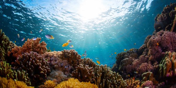 Sunlight beams through clear water over a vibrant coral reef with colorful fish.