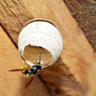 A wasp hanging from its small, white paper nest attached to wood.