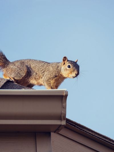Pest Pirates seeing a Squirrel in Harrison, Stark, Tuscarawas, or Carroll County, Ohio, near a home.