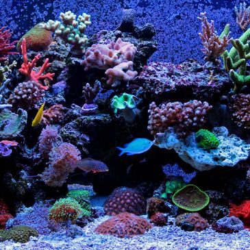  Reef Aquarium Vacation Maintenance Service
Heading out of town? Our Reef Aquarium Vacation Maintena