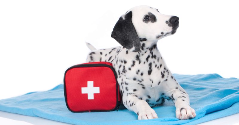 canine First Aid

trained