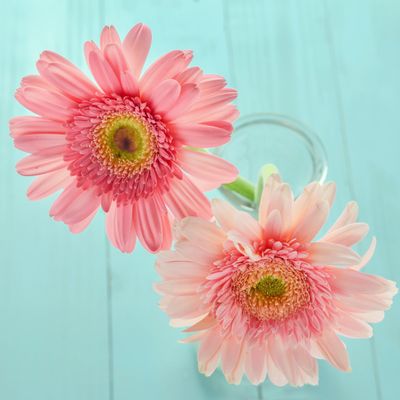 Looking down on two pink Gerber Daisies in a small glass vase on a blue table 