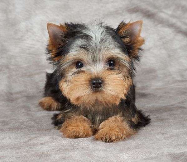 Adorable Yorkshire Terrier puppy lying on a soft gray blanket.