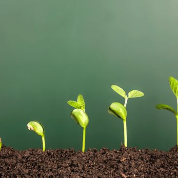 Sequence of seedlings sprouting from soil, symbolizing growth.