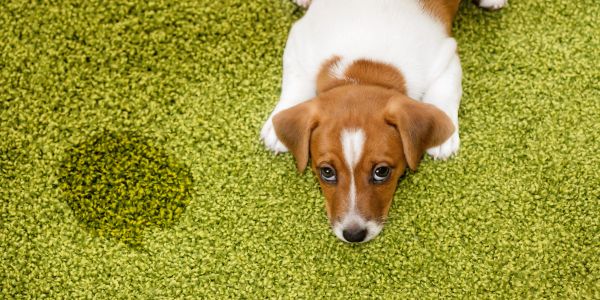 Puppy lying on green carpet next to a stain.