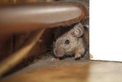 A mouse peeking out from behind furniture.