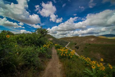 A scenic trail with yellow flowers under a blue sky with clouds.