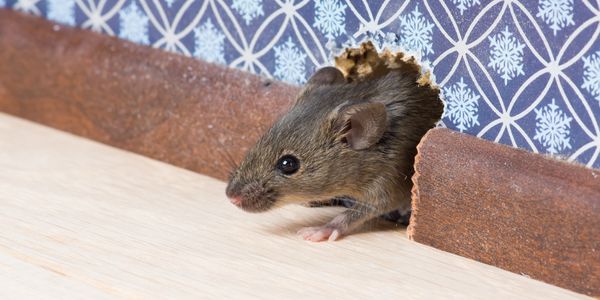 A mouse peeking out of a hole in a wall with patterned wallpaper.