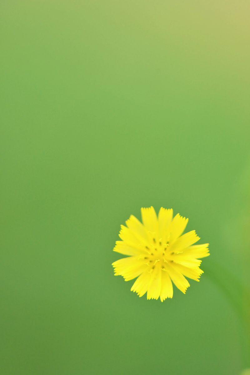 Flower background
