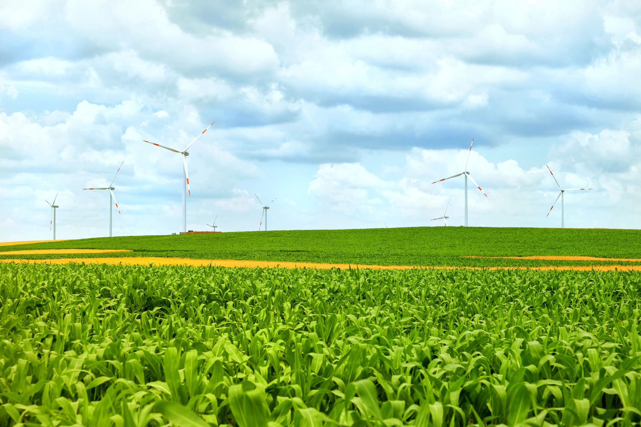 Wind turbines in cultivated field, copy space
