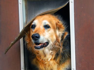 Golden retriever peeking through a dog door with its head partially covered. Pet flaps installation.