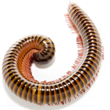millipede