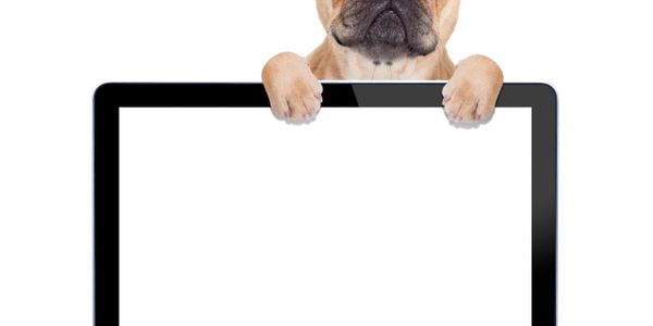 French bulldog peeking over laptop with blank screen.