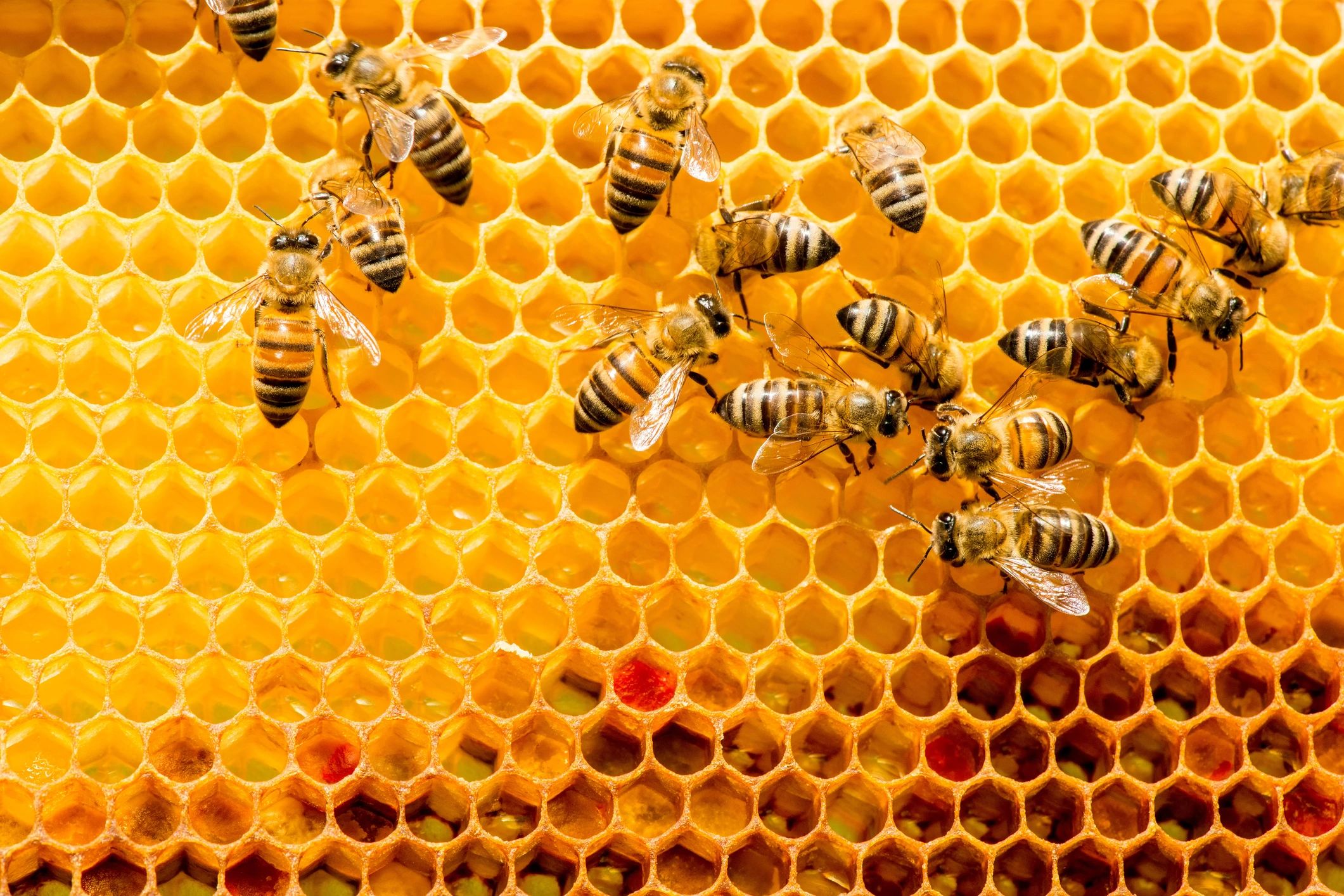 Affordable Bee Services