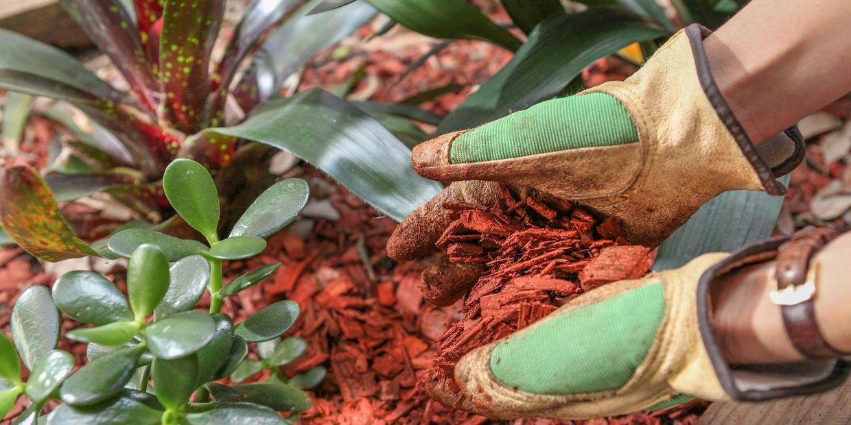 Hands with gloves holding red mulch near garden plants.