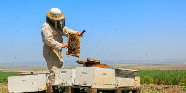 Beekeeper inspecting a honeycomb frame outdoors.