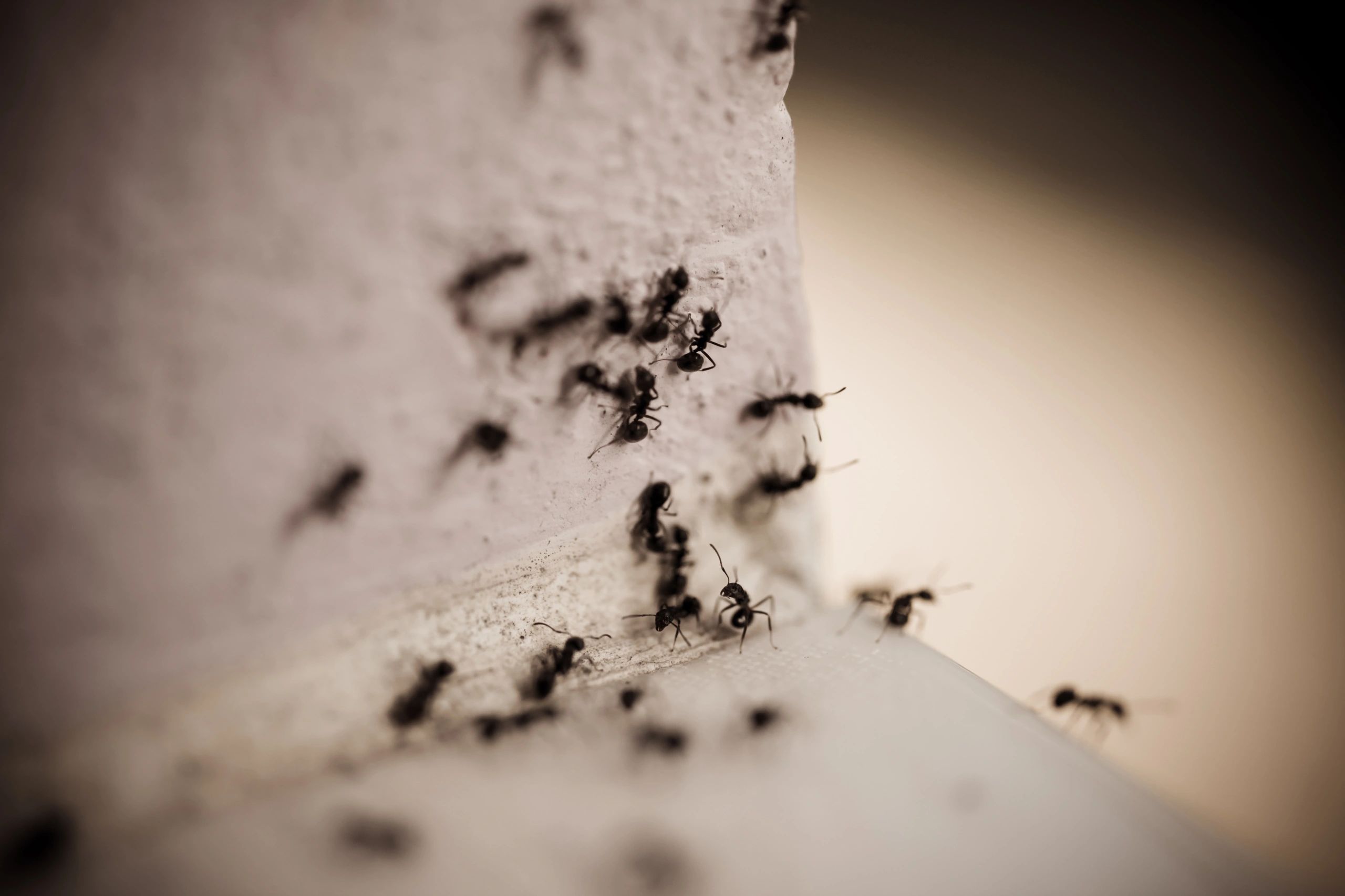 Close-up of ants on a surface.