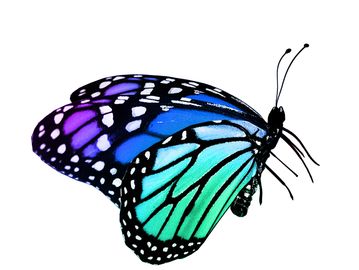 Weekly chemical testing  and balancing, power vacuuming, empty baskets, skimming, netting, brush the