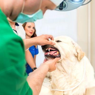 Pet smiling with healthy teeth.