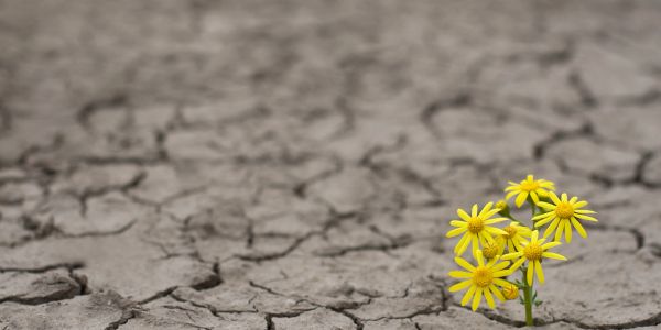 Yellow flowers blooming in dry cracked soil.