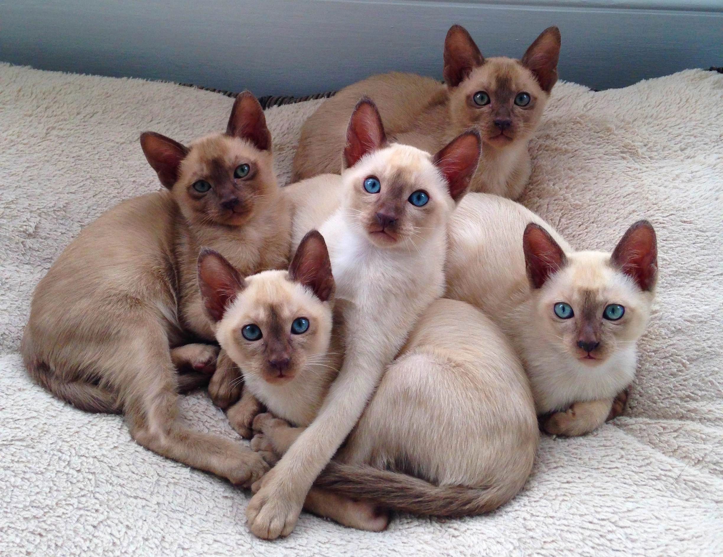 home-awesomepawssiamesecats