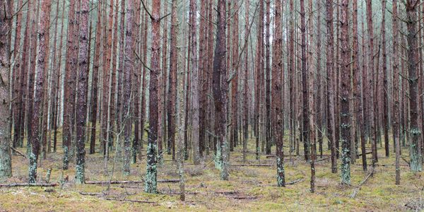 Dense pine forest with moss-covered ground and tall tree trunks.