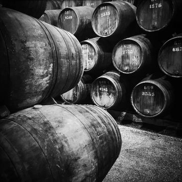 Rows of old wooden barrels stacked in a cellar.