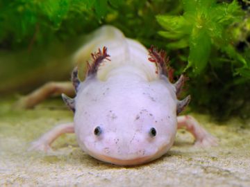 Close-up of a white axolotl underwater.