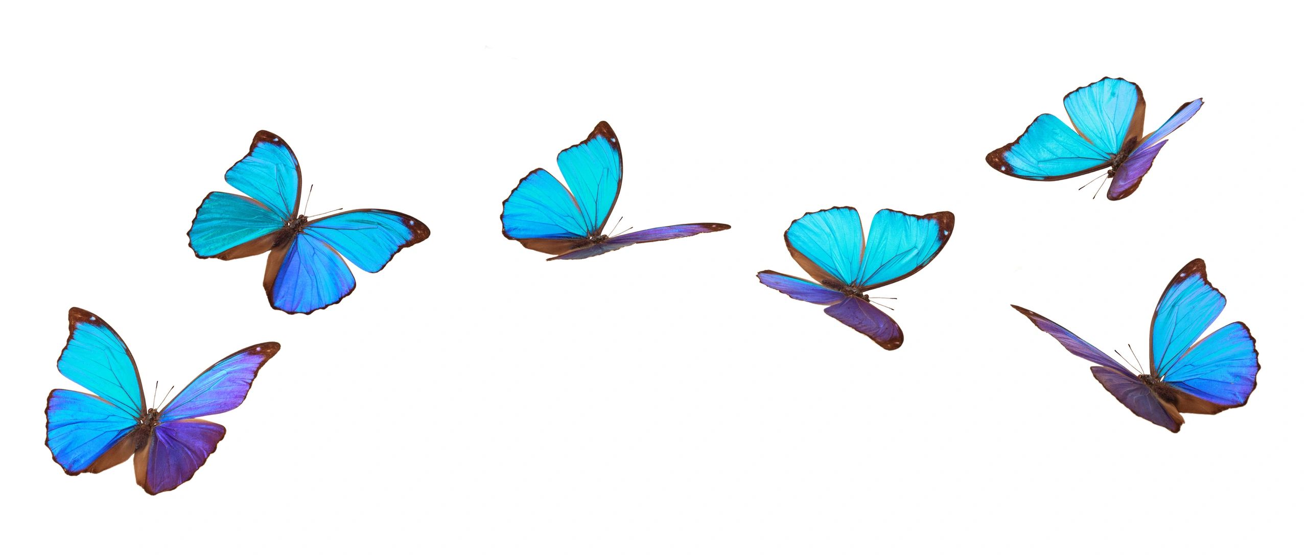 A group of vibrant blue butterflies flying in formation against a white background.