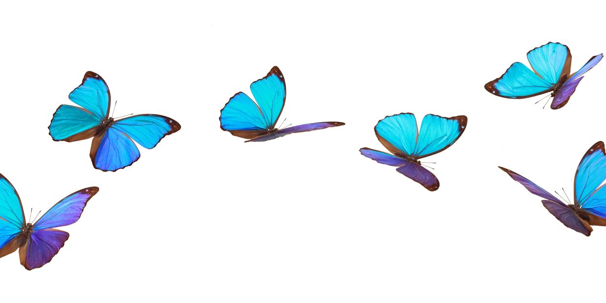 A group of vibrant blue butterflies flying across a white background — symbolising The Blue Butterfly Project by Sibel Tuzun, empowering every voice to be heard through healing and expression.