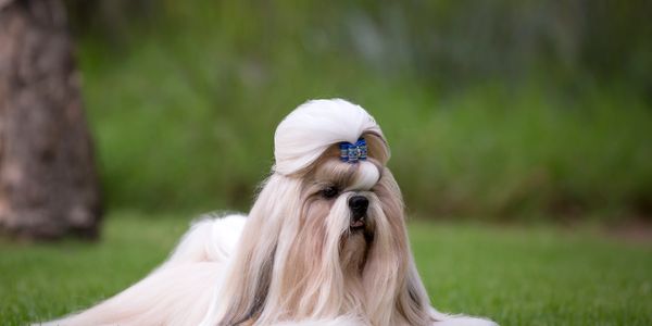 mobile dog groomer maui
dog grooming kihei
dog groomer near me 
diy grooming 
how to groom my dog