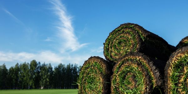 Rolls of sod grass stacked outdoors under a clear blue sky.