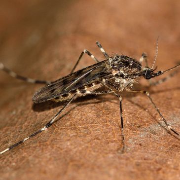 Let our team protect your home and pets from the world's deadliest insect. 