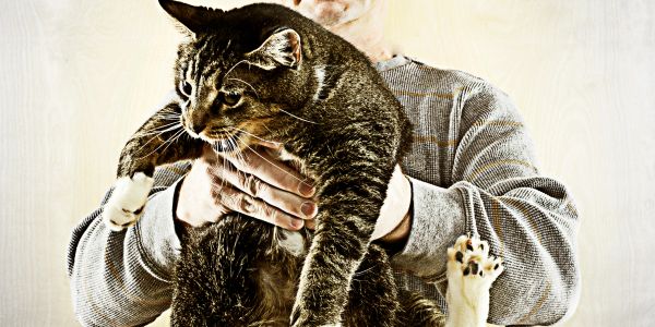 Person holding a large tabby cat.