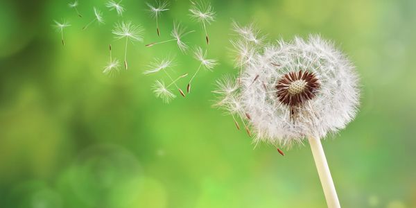 Dandelion seeds blowing away in the wind
