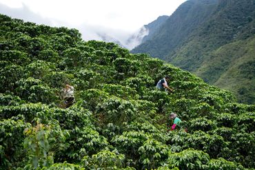 Workers harvesting crops on a lush green mountain plantation.