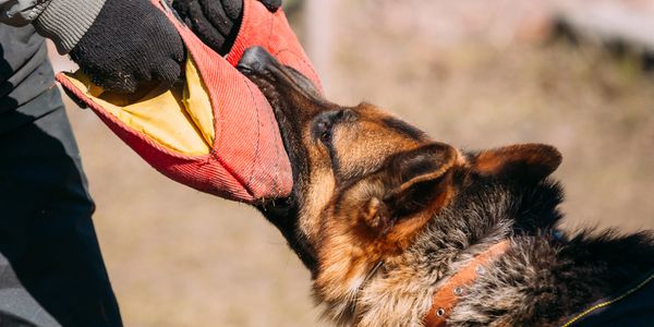 German Shepherd dog training with a bite sleeve outdoors.