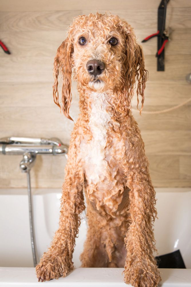 Curly dog standing in a bathtub, wet and looking at the camera.