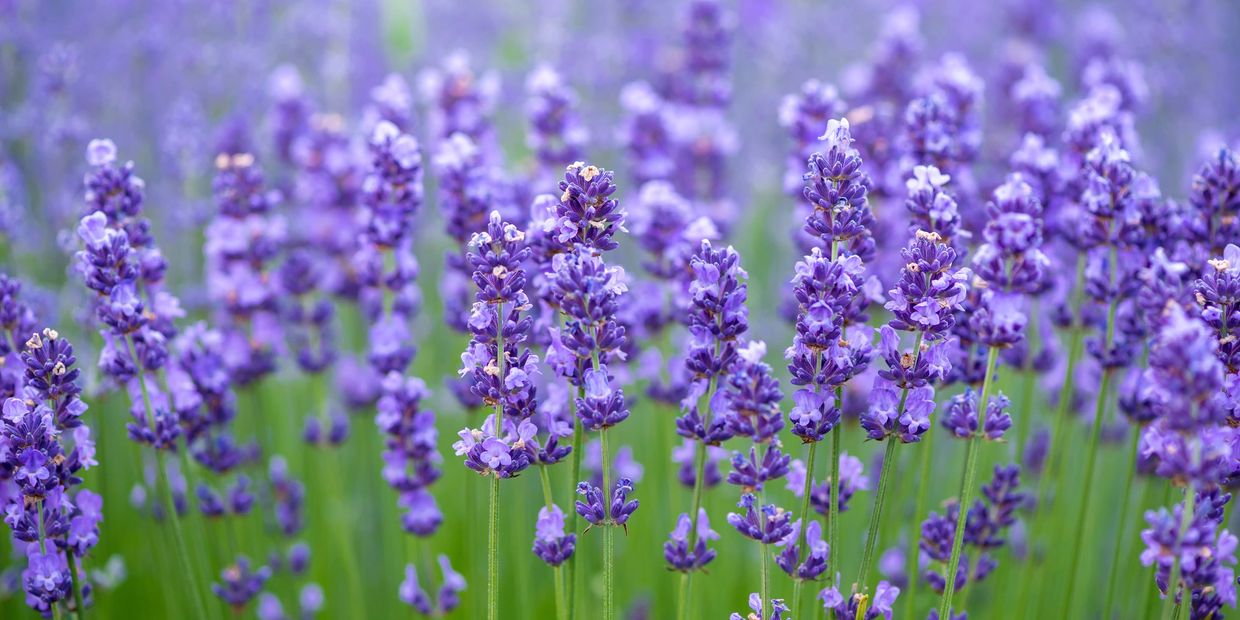 Close-up of blooming lavender flowers in a vibrant field.