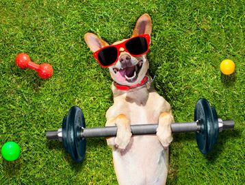Dog exercise recess school sunglasses daycare weights toys