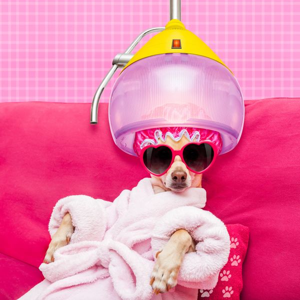 Dog relaxing at a salon in a pink robe and heart-shaped sunglasses.